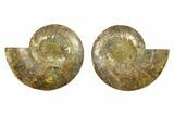 Cut & Polished, Agatized Ammonite Fossil - Madagascar #296660-1